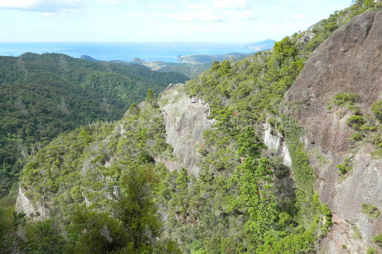 Palmer’s Track to Mt Hobson Hirakimata Great Barrier Island