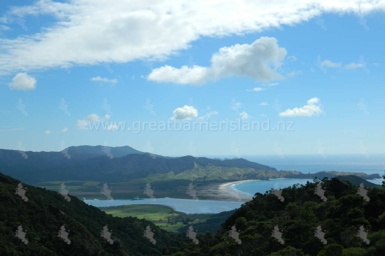 Palmer’s Track to Mt Hobson Hirakimata Great Barrier Island