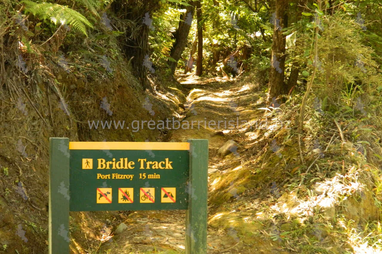 bridle track great barrier island