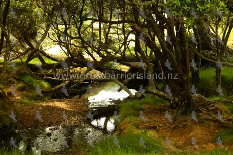 harataonga campground great barrier island 11 768x512