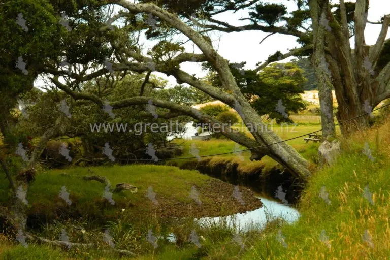 harataonga campground great barrier island 12 768x512