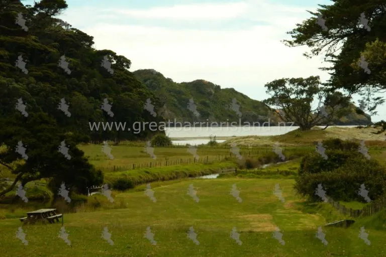 harataonga campground great barrier island 5 768x512