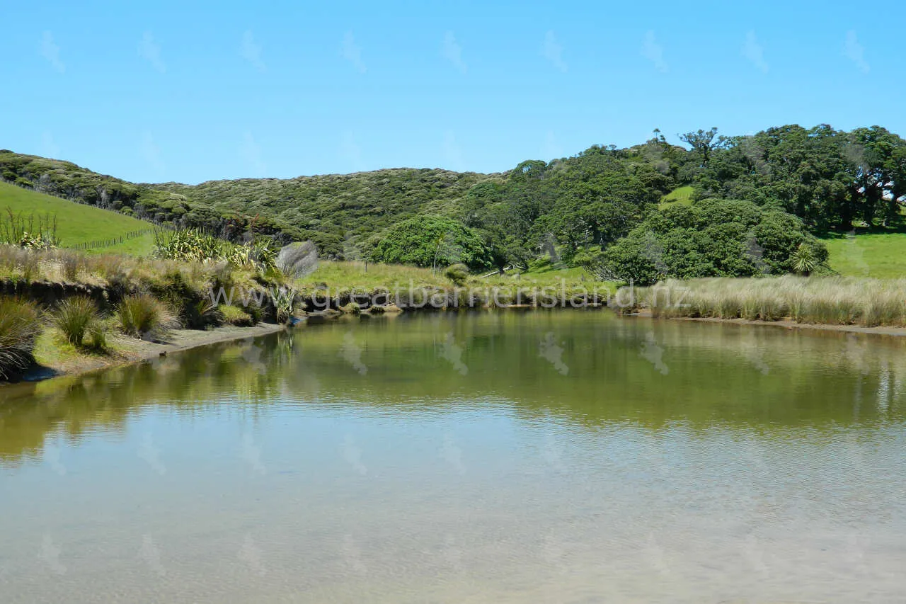 harataonga great barrier island 11