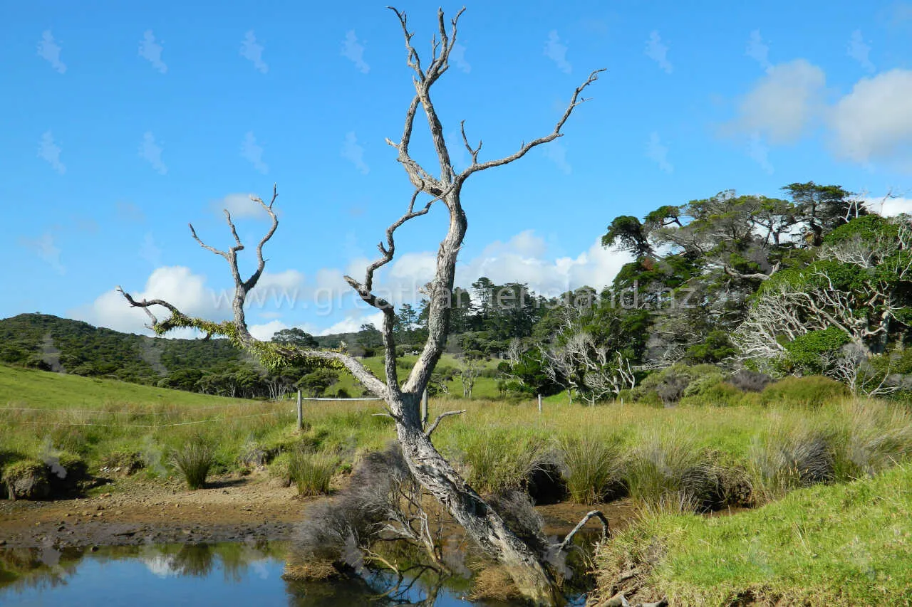 harataonga great barrier island 2