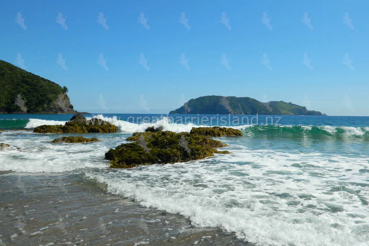 harataonga great barrier island 5