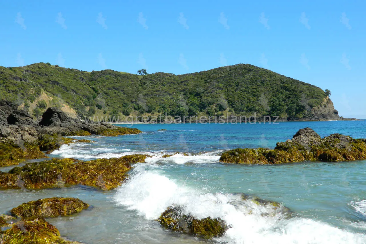 harataonga great barrier island 6