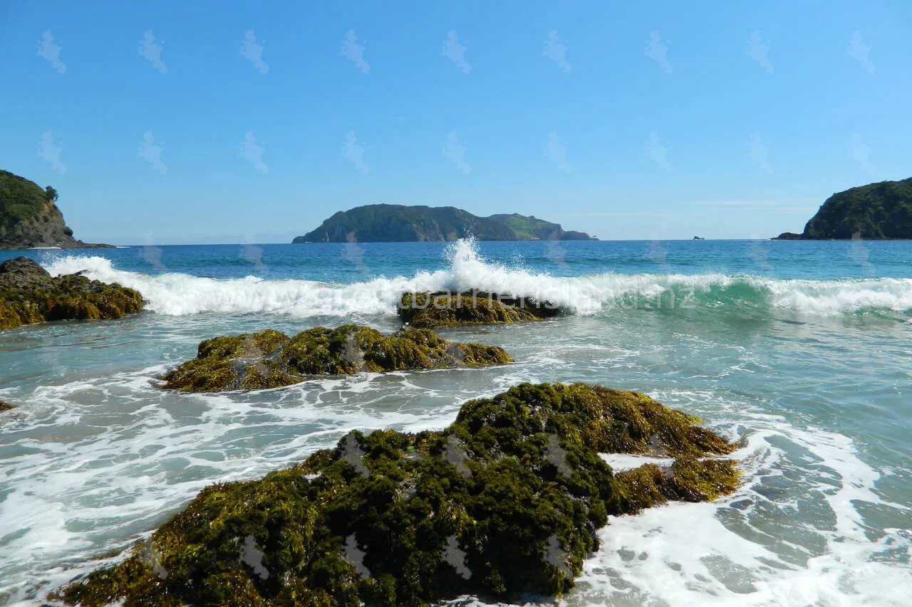 harataonga great barrier island 8