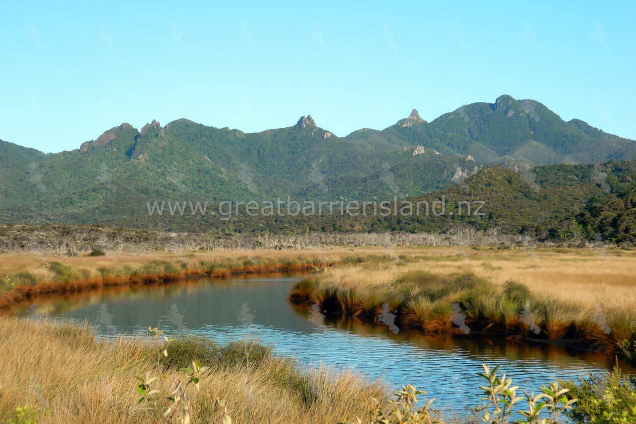 kaitoke great barrier island 1