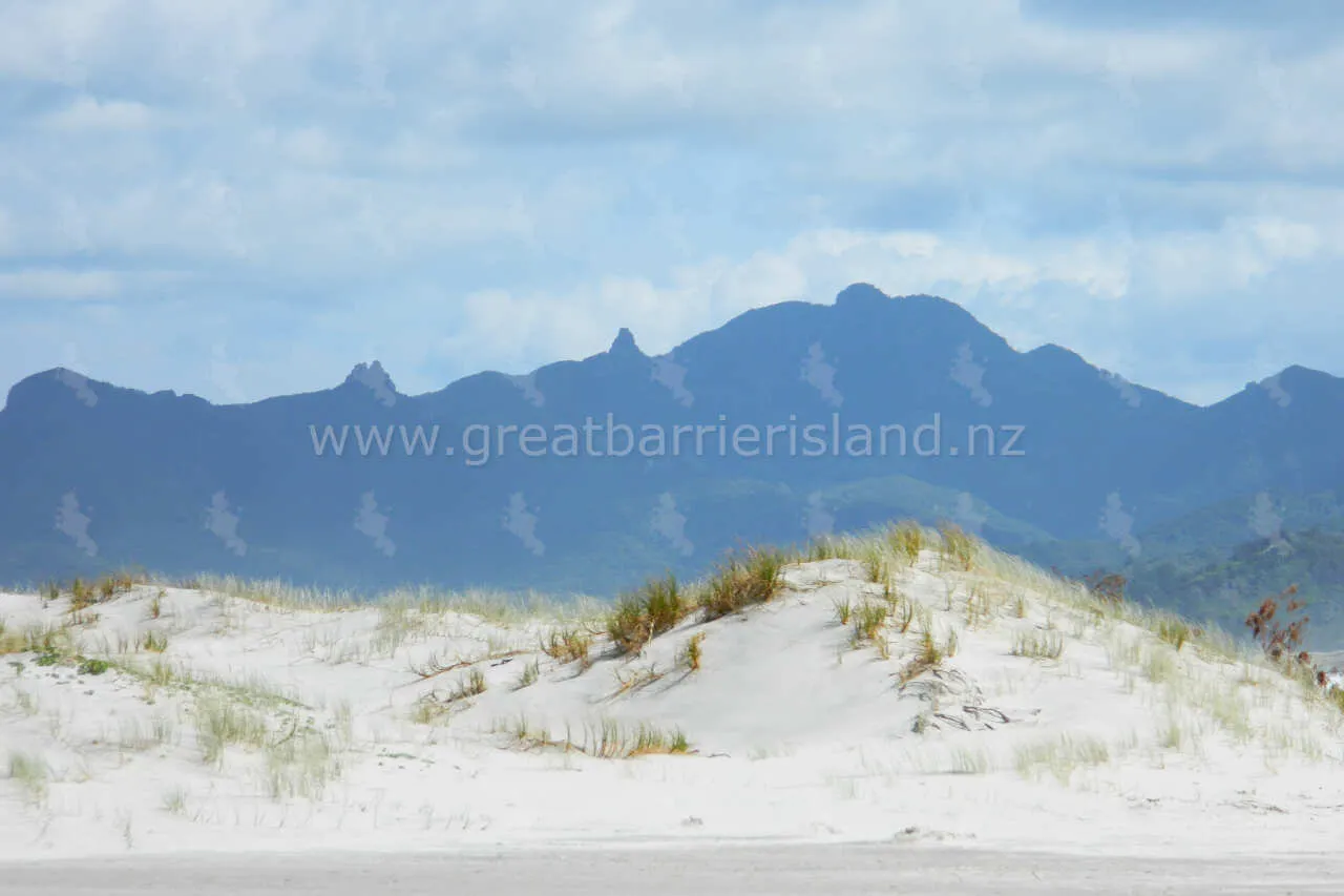 kaitoke great barrier island 10