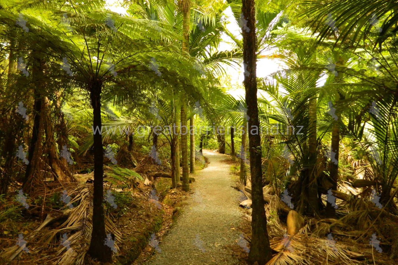 kaitoke hot springs great barrier island 2