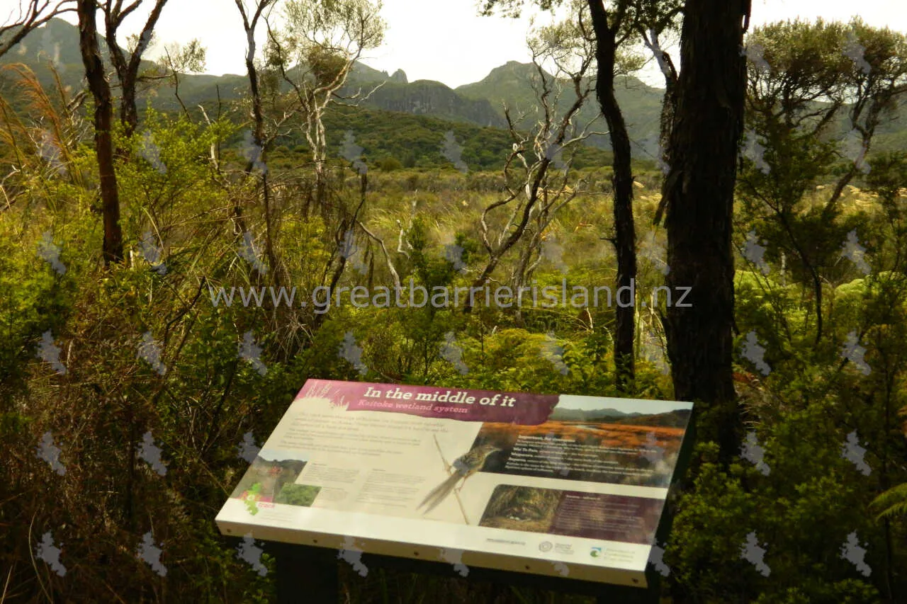 kaitoke hot springs great barrier island 3
