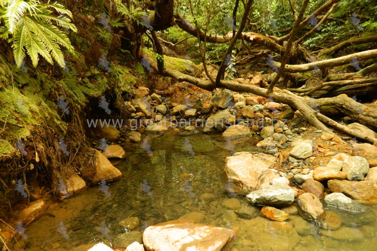 kaitoke hot springs great barrier island 6