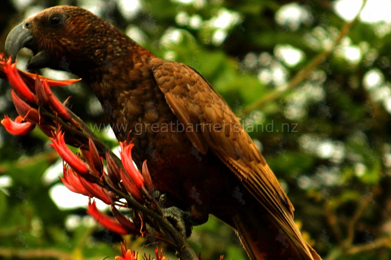 kaka new zealand parrot great barrier island 1
