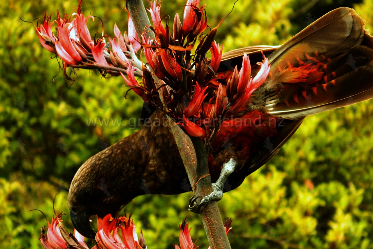 kaka new zealand parrot great barrier island 2