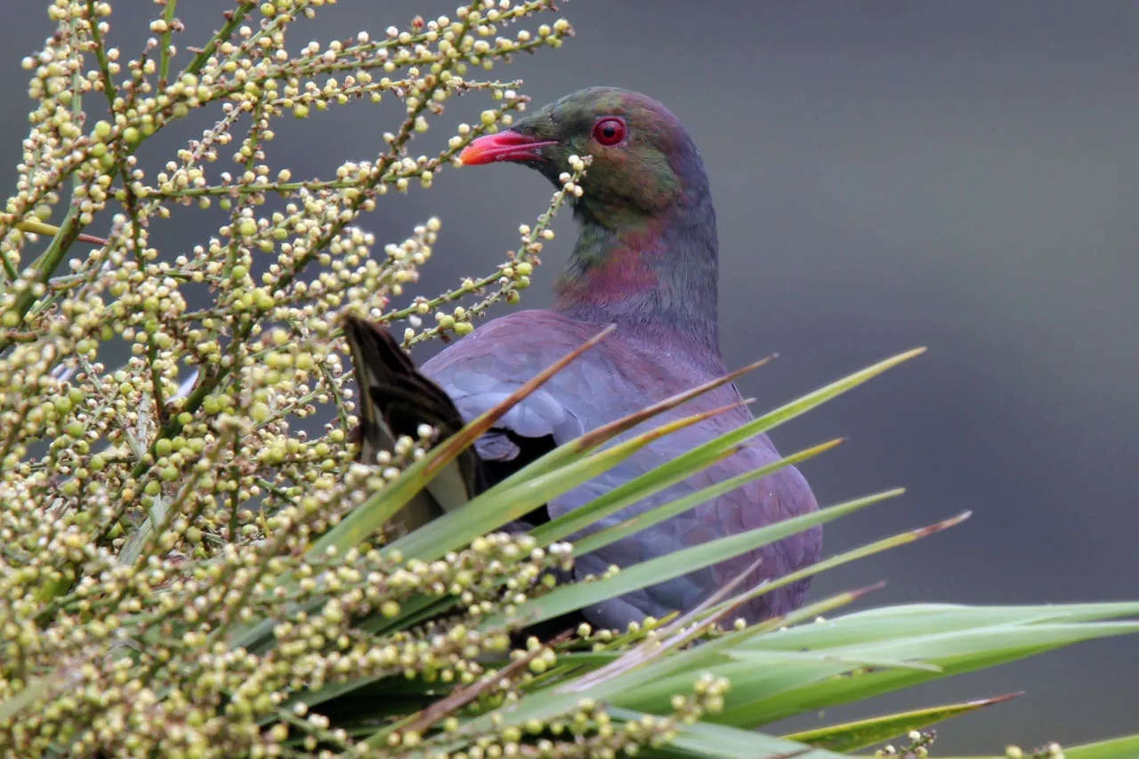 kereru wood pigeon 01