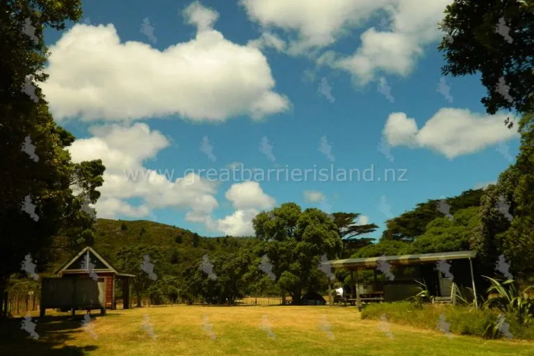 medlands campground great barrier island 9 768x512