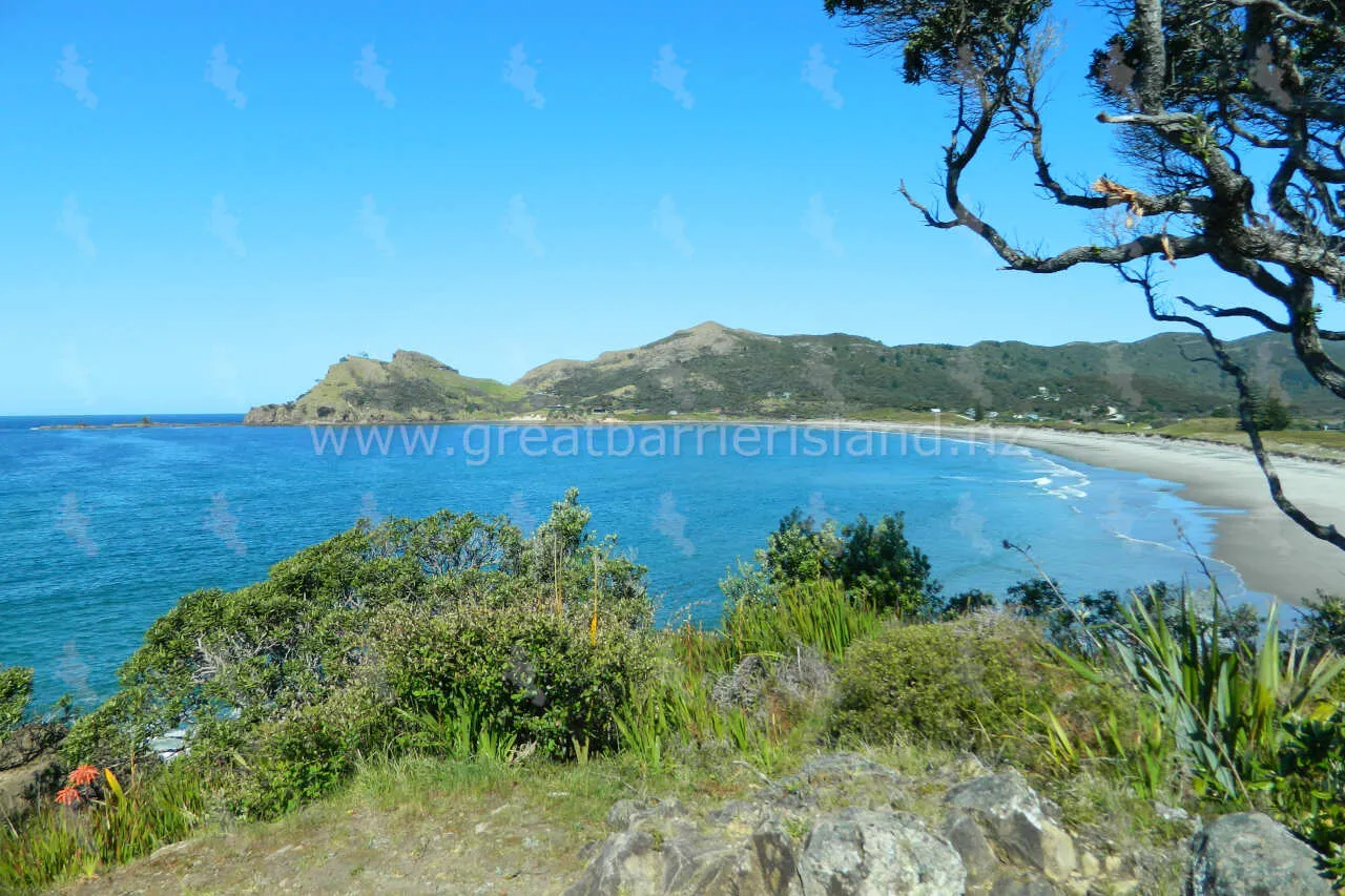 medlands great barrier island 2
