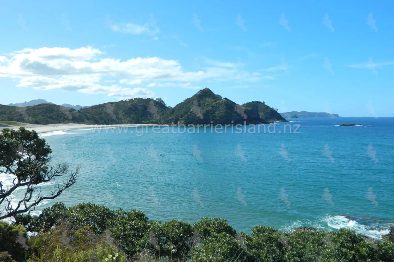 medlands great barrier island 4