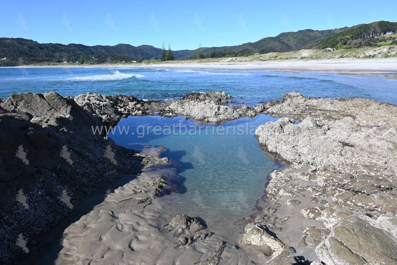 medlands great barrier island 8