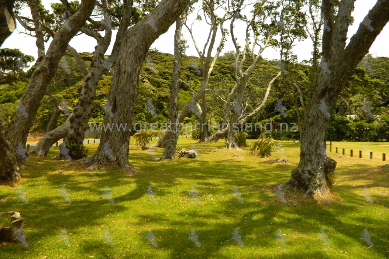 mulberry grove reserve great barrier island 3