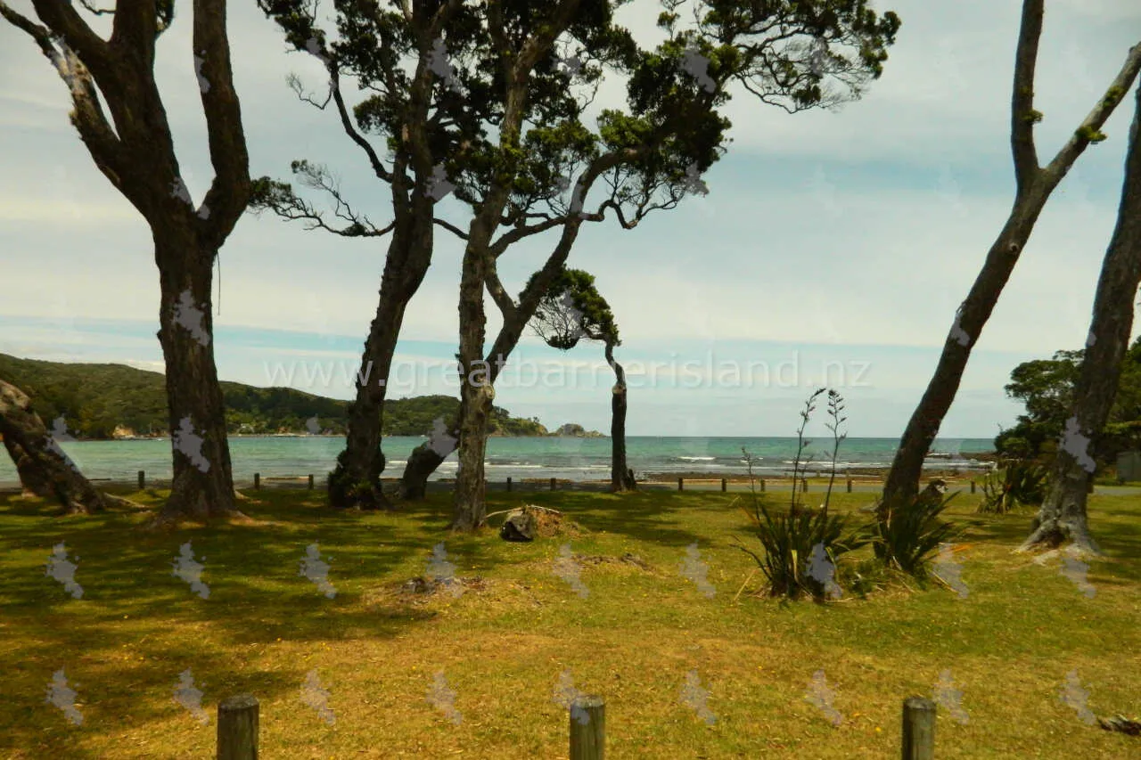 mulberry grove reserve great barrier island 4