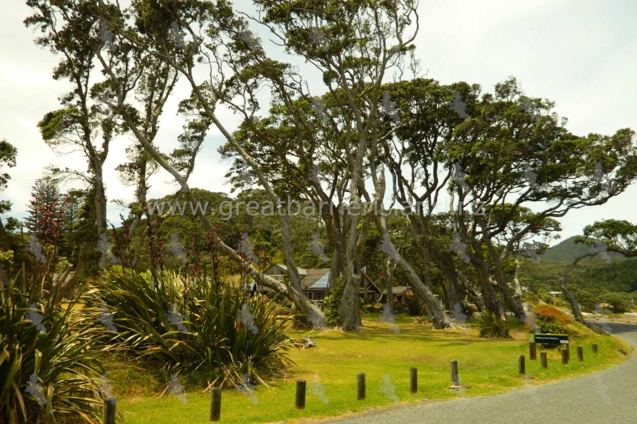 mulberry grove reserve great barrier island 5