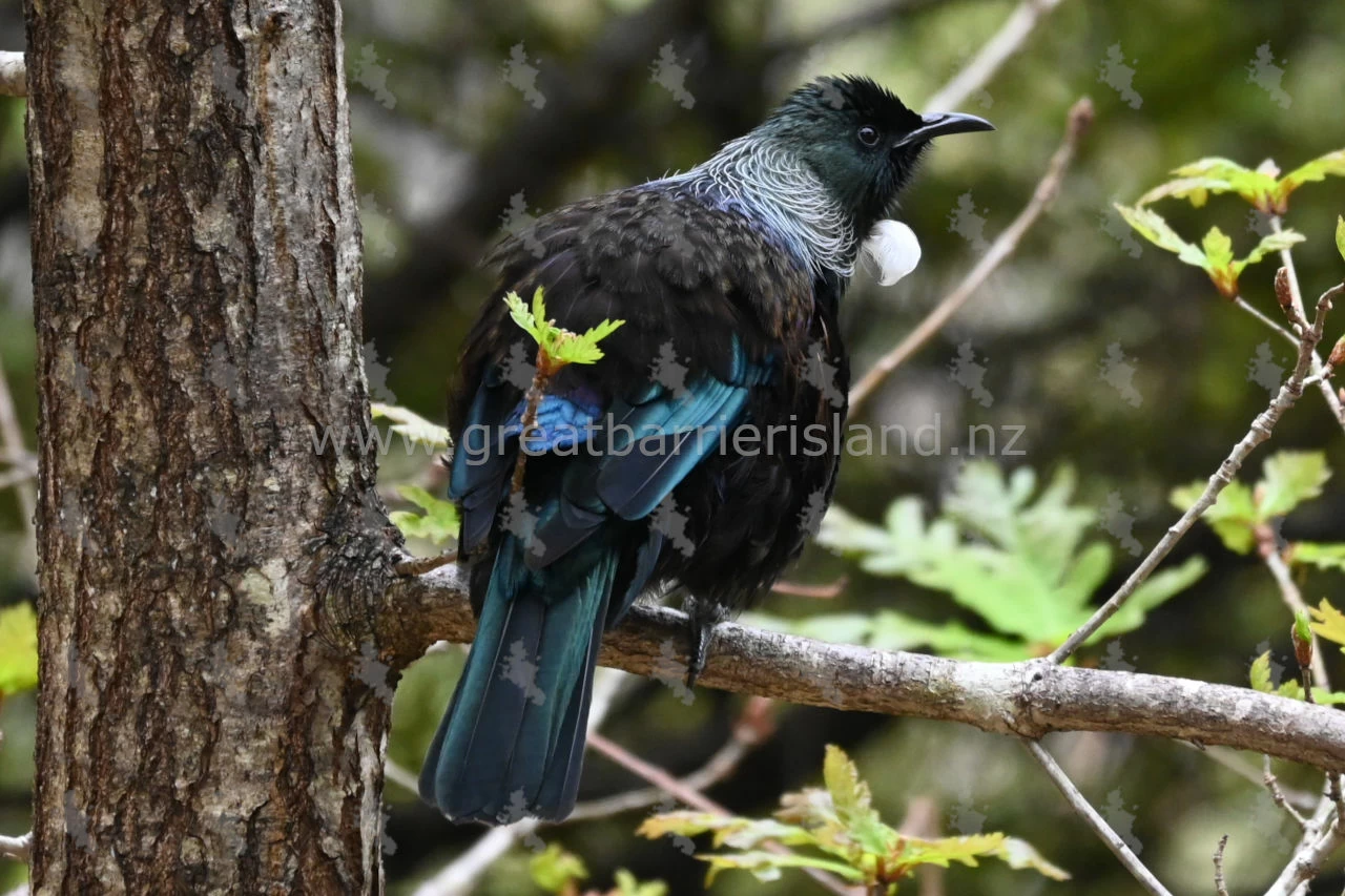 new zealand tui