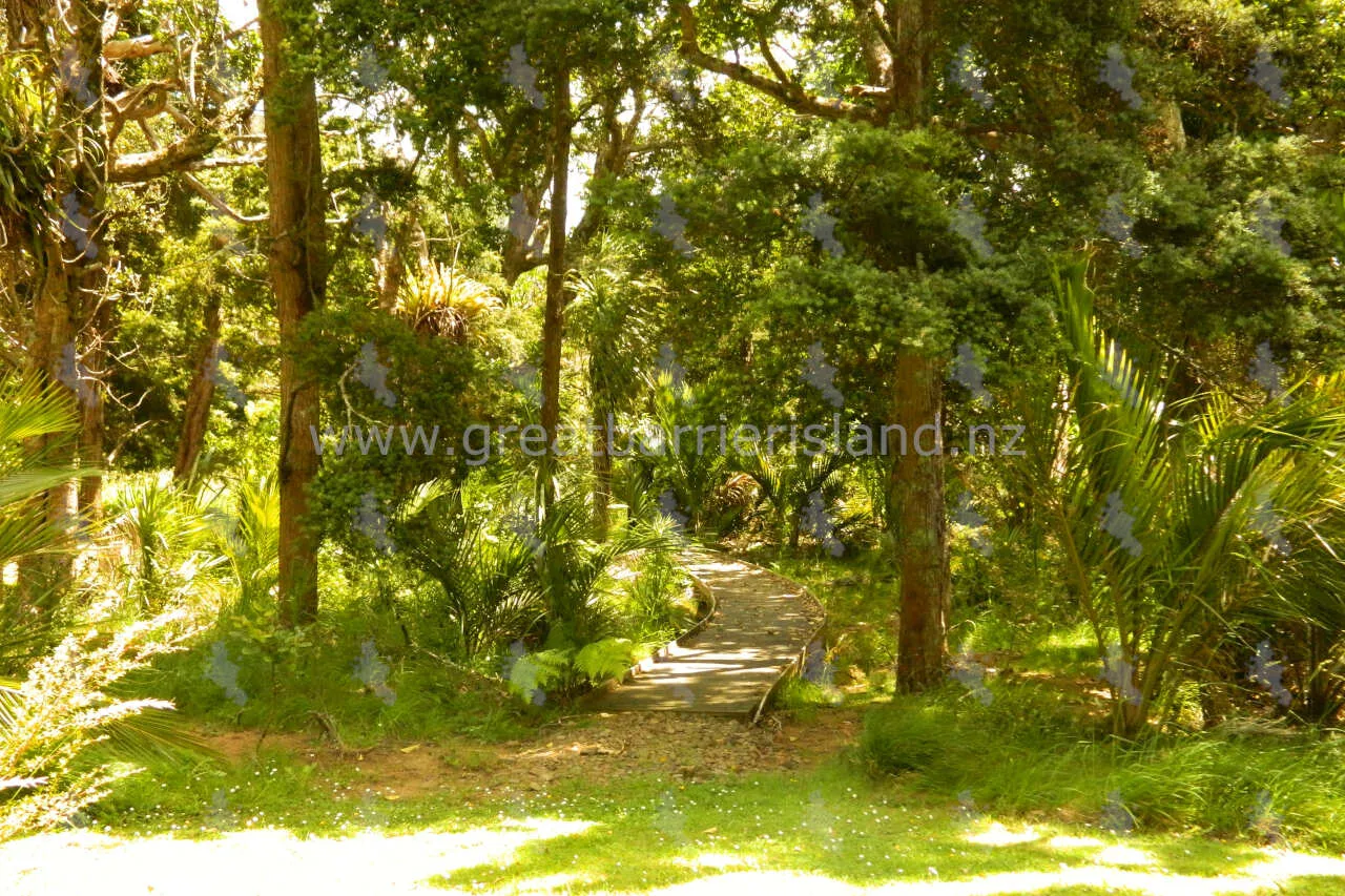 okiwi park great barrier island 6