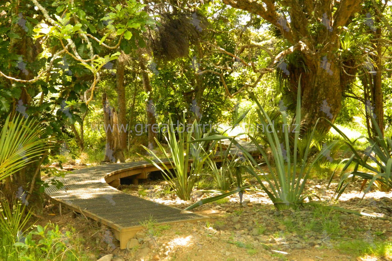 okiwi park great barrier island 8