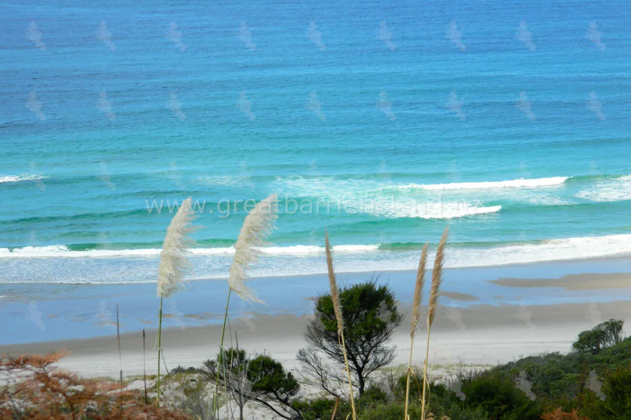 palmers beach great barrier island 2