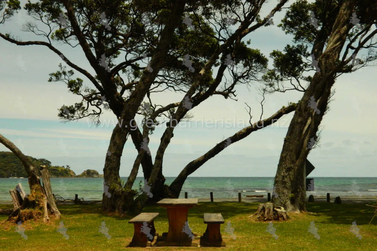 rangitawhiri scenic reserve great barrier island 3