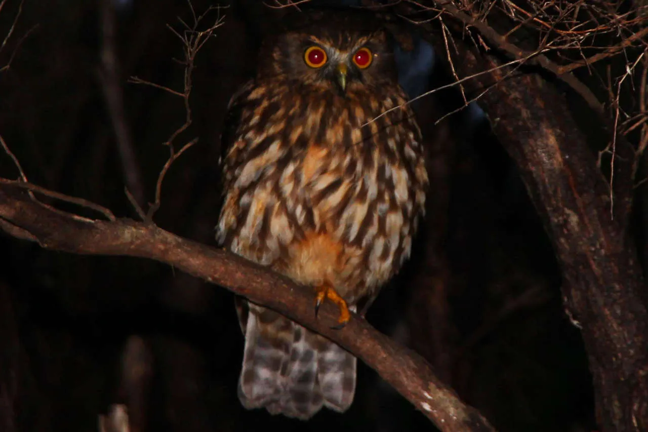 ruru morepork 1