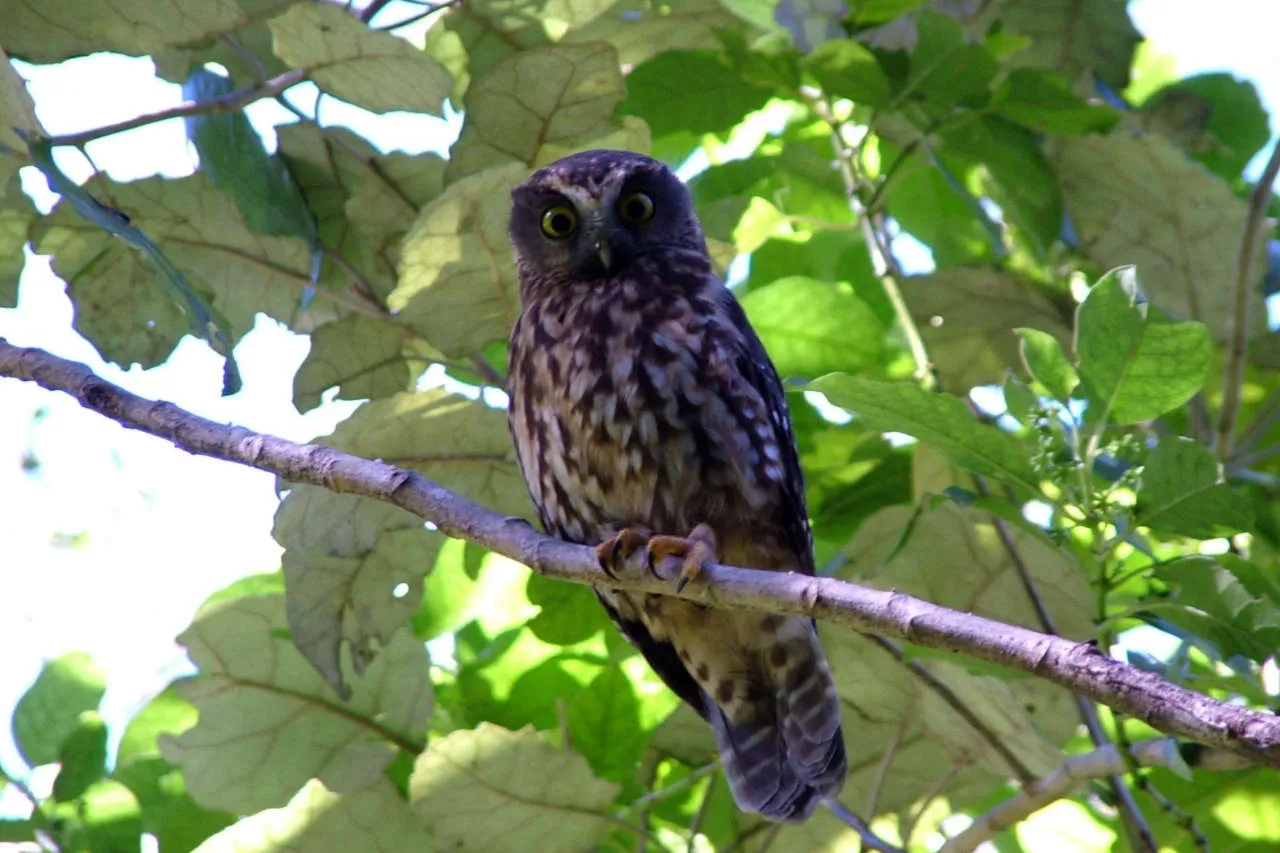 ruru morepork