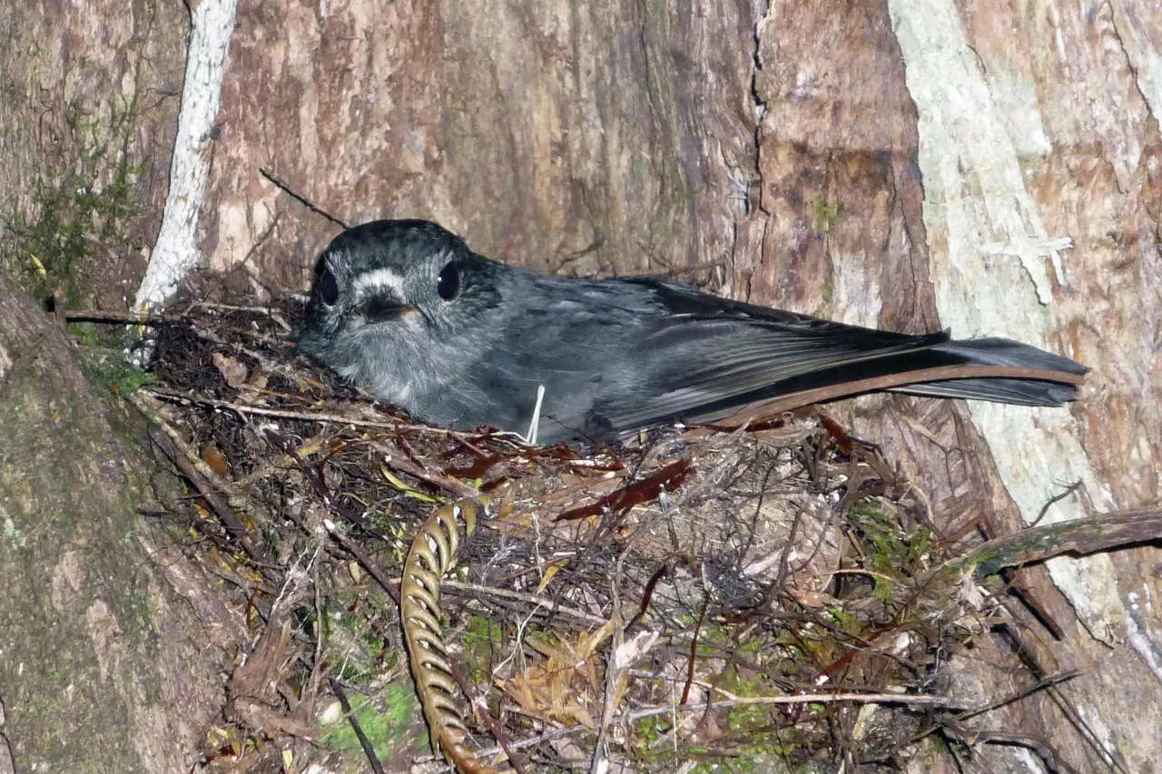 toutouwai north island robin 4