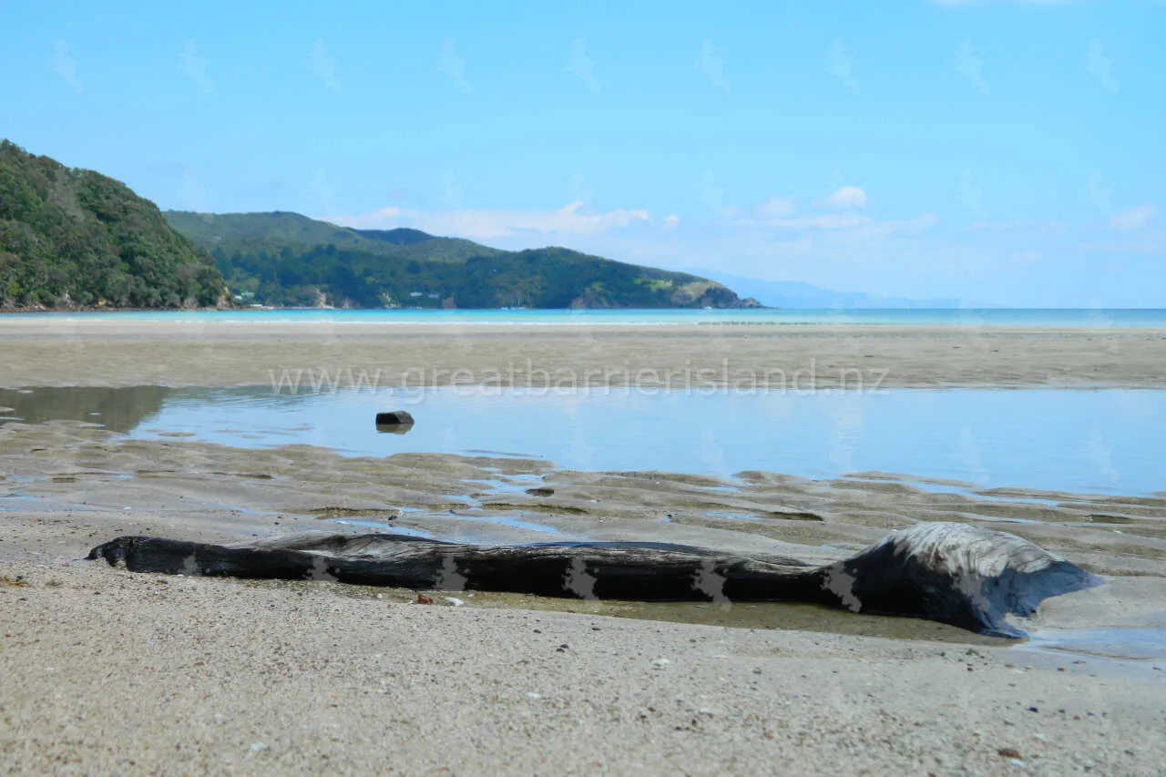 tryphena great barrier island 13