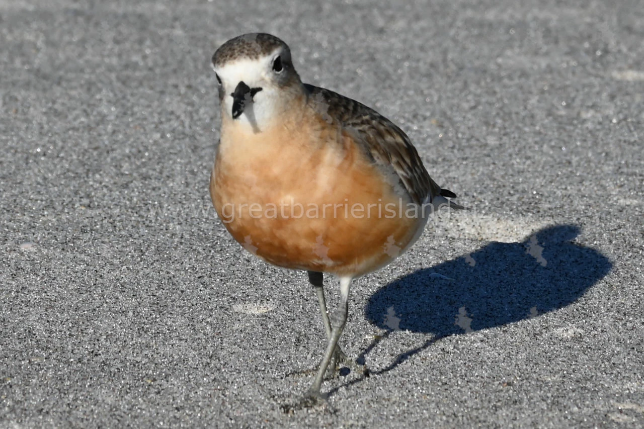 tuturiwhatu nz dotterel 1