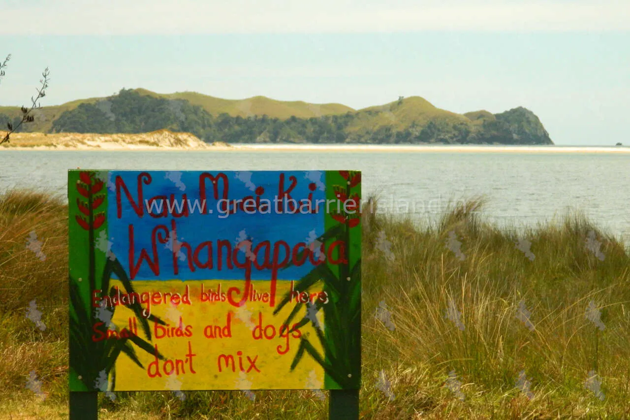 whangapoua campground great barrier island 12