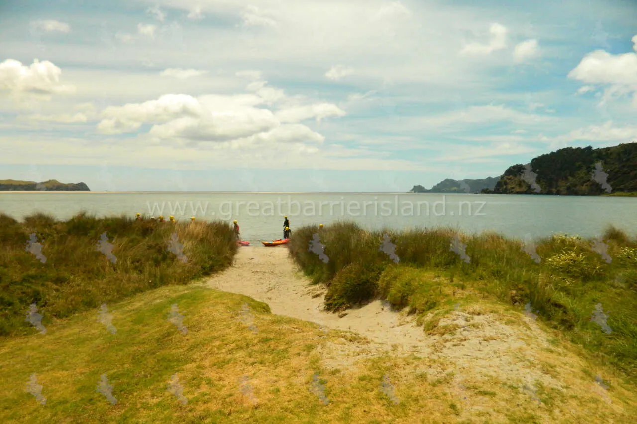 whangapoua campground great barrier island 14