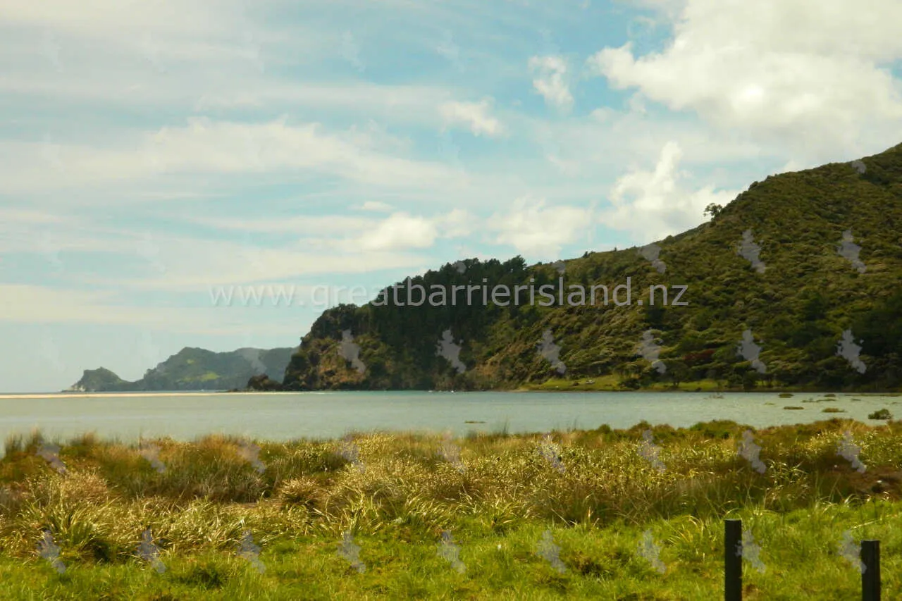 whangapoua campground great barrier island 8