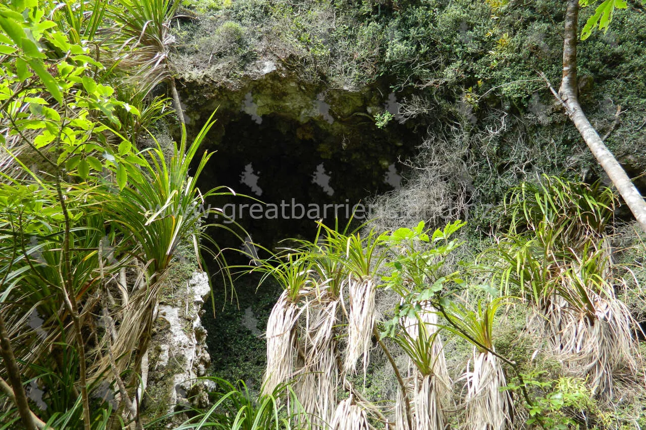 windy canyon great barrier island 4