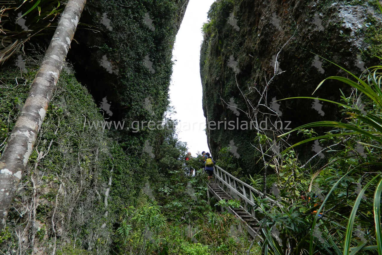 windy canyon great barrier island 5