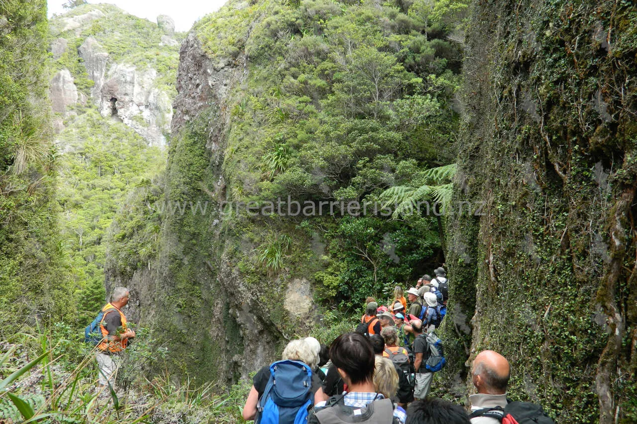 windy canyon great barrier island 7